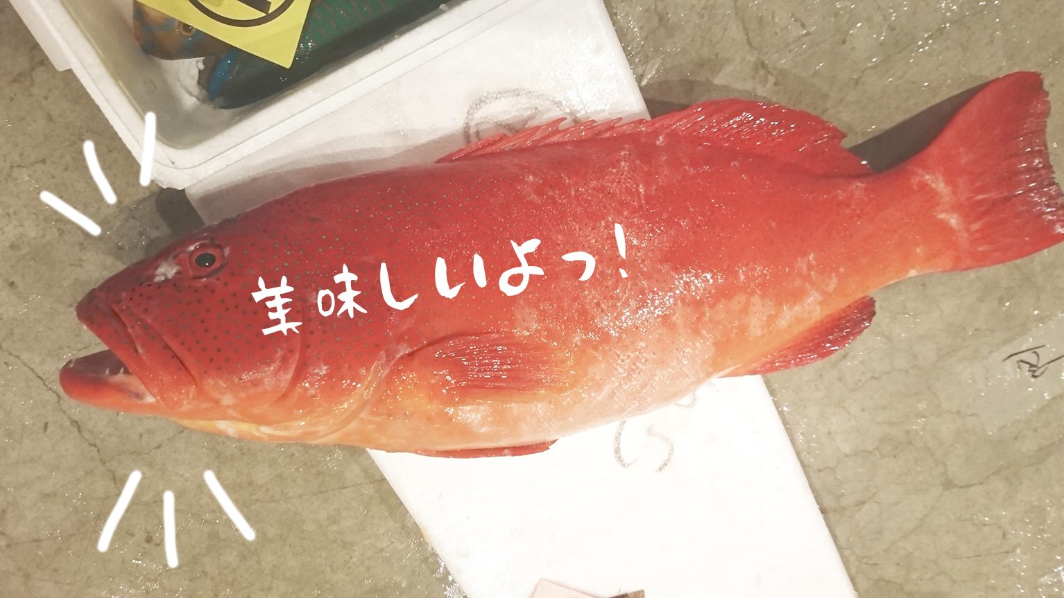沖縄のお魚 赤仁みーばい のお話 Ryukyu