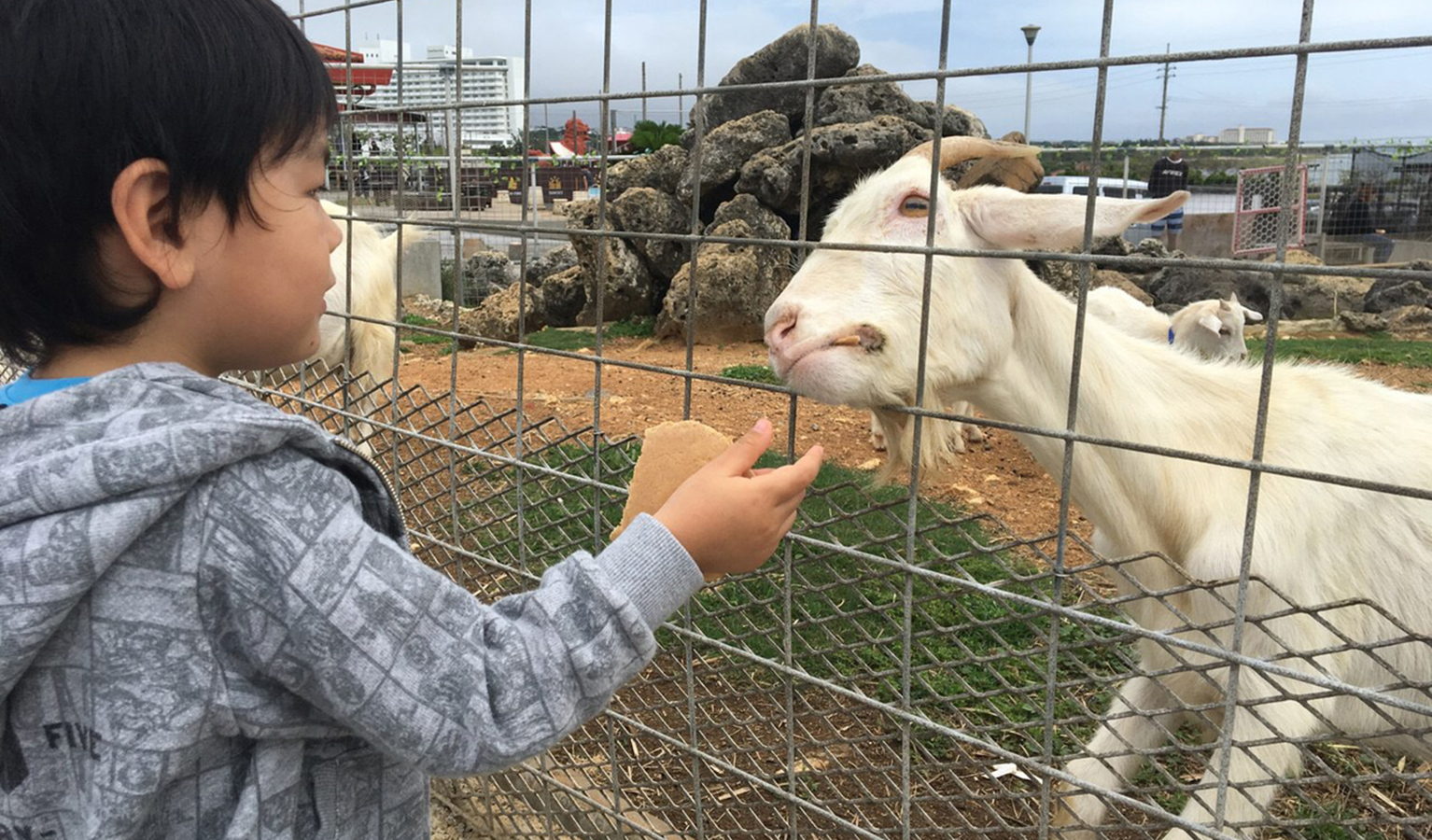 ヤギさんに餌やり！残波岬公園の「ふれあい動物広場」で子どもの成長にウルっ ryukyu