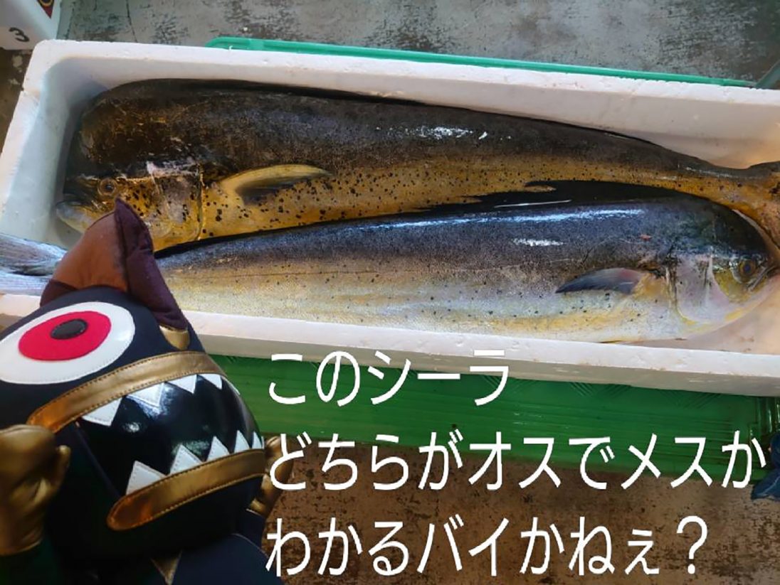 沖縄のお魚 マンビカー のお話 Ryukyu