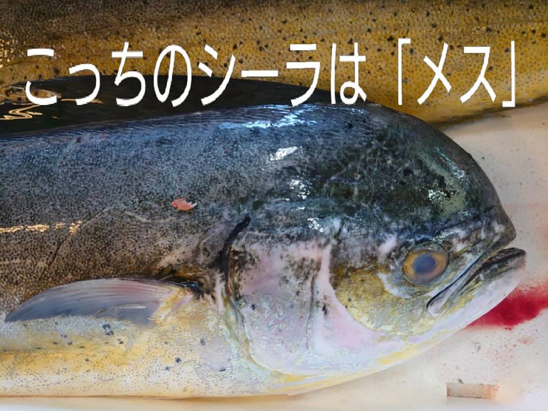 沖縄のお魚 マンビカー のお話 Ryukyu
